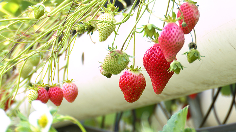 �C���[�W�ʐ^