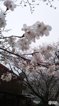 お花見☆