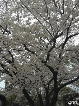 お花見