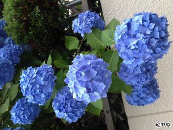紫陽花♪
