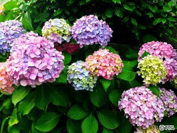 紫陽花♪