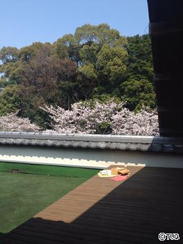 桜