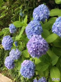 朝活。